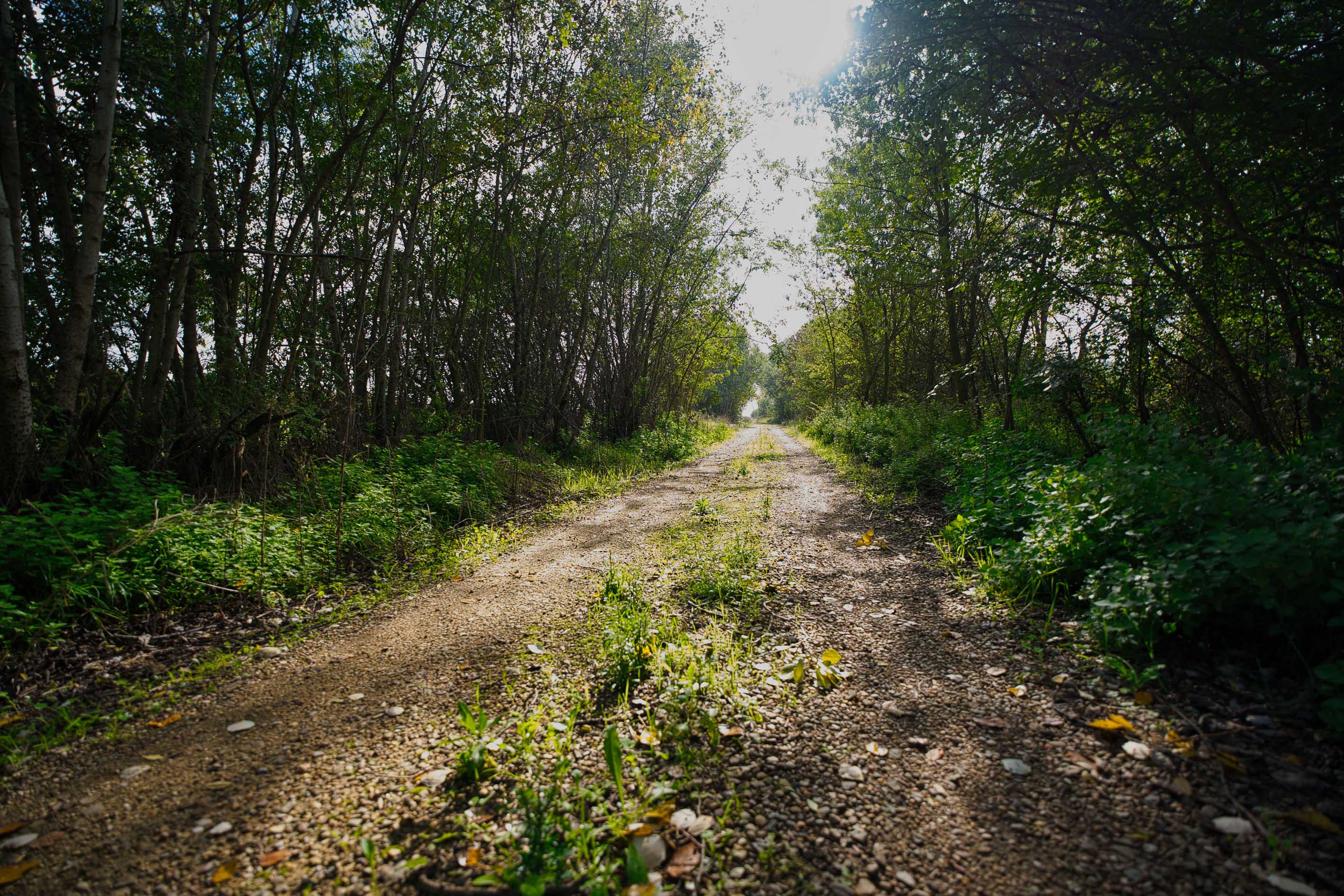 camino entre árboles