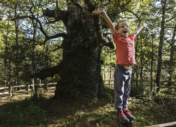 niño delante de un roble