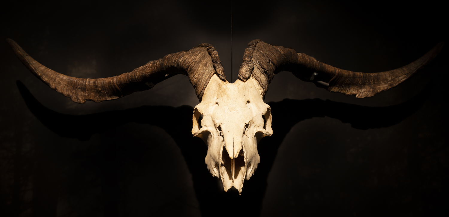 Male goat skull with