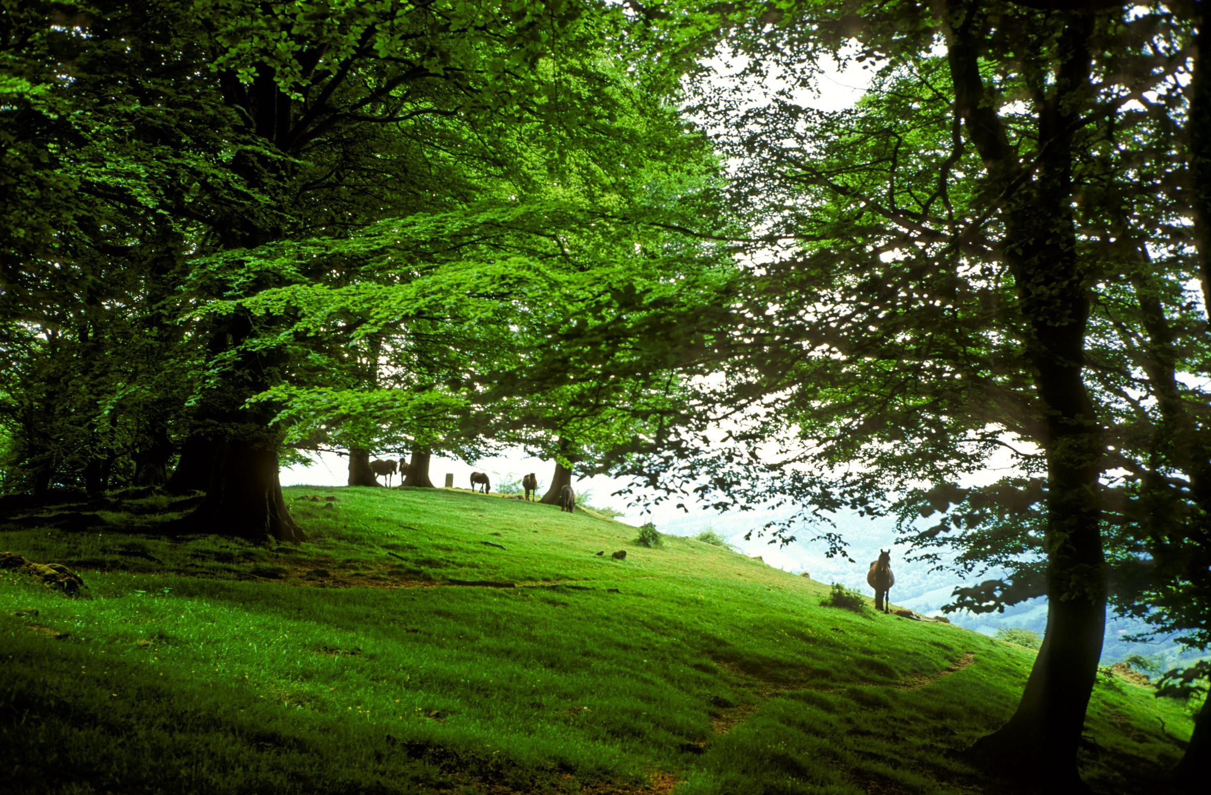 Paisaje de bosque con caballos