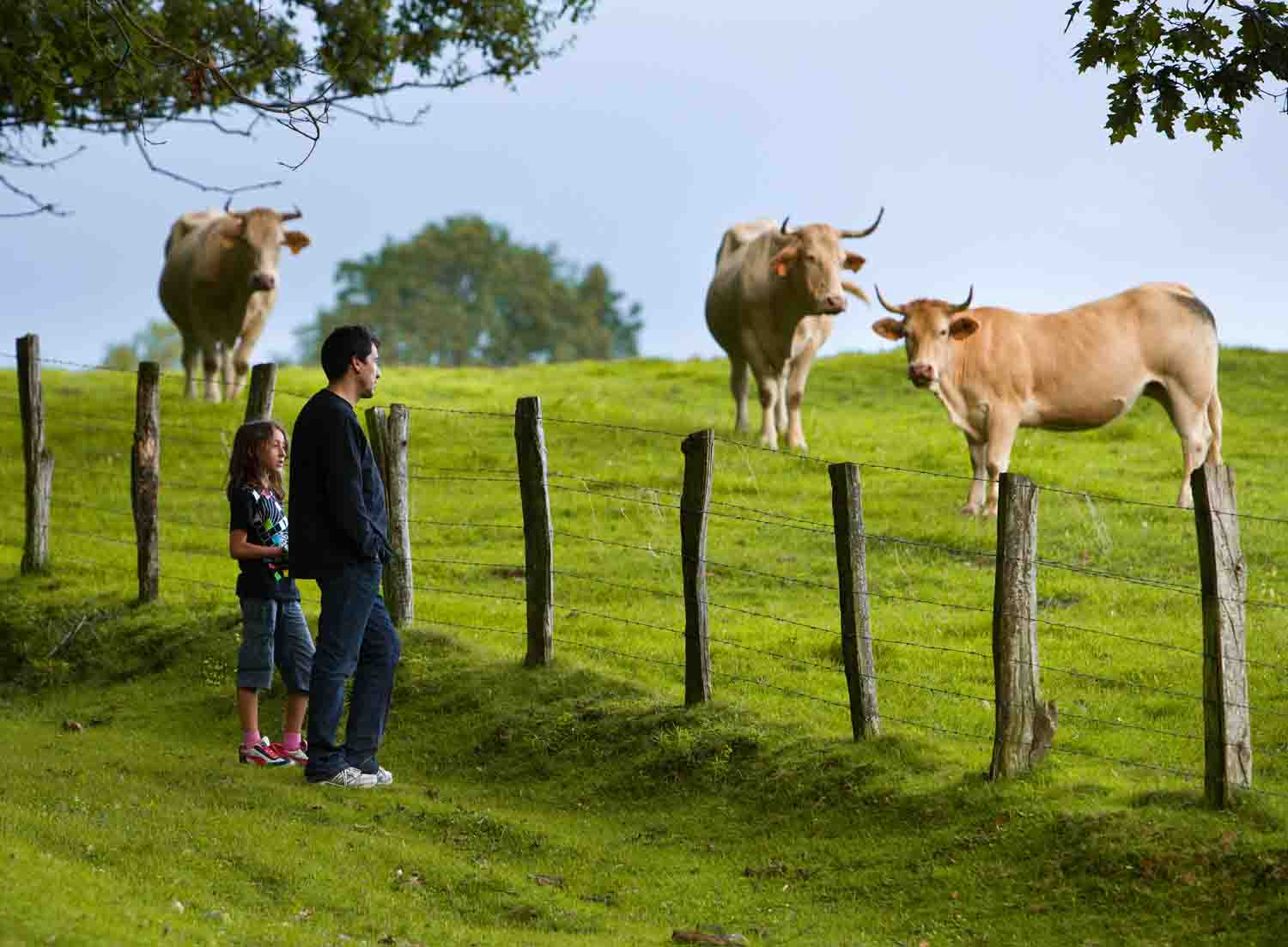 Man and girl looking at cows in a meadow