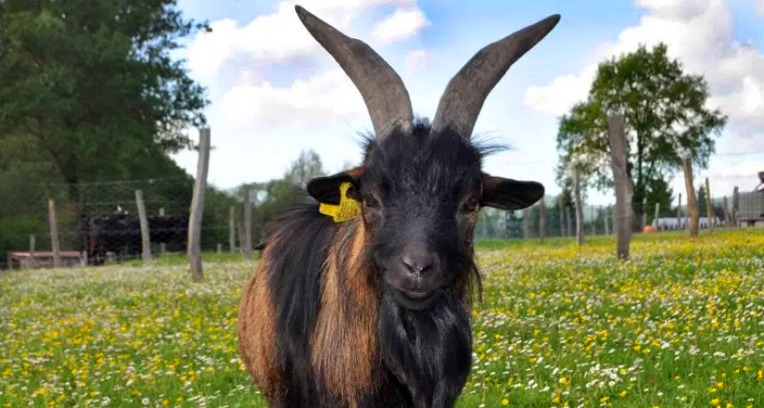 Goat at the Ultzama farm-school