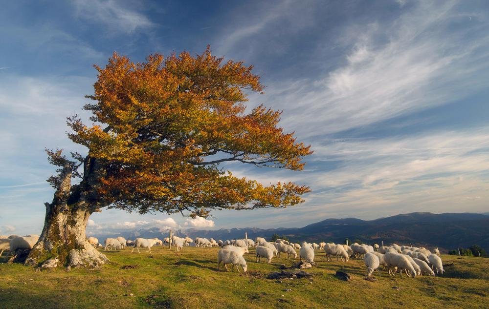 Campa de Abodi con un árbol en otoño y ovejas
