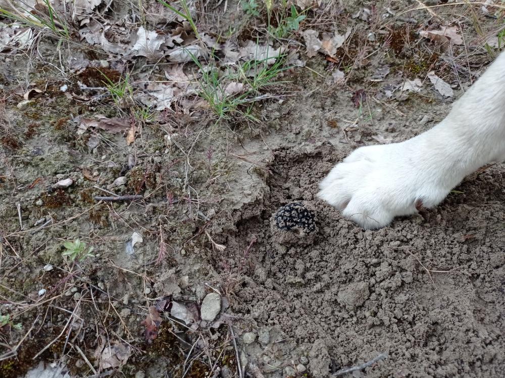 trufa en Metauten Navarra encontrada por perro trufero