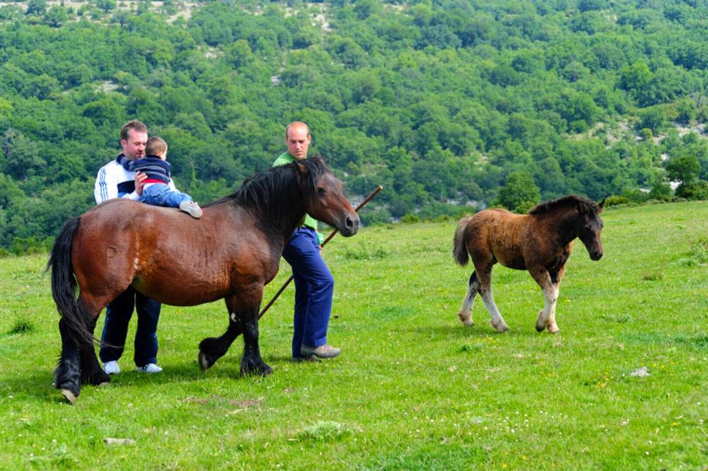 Visita guiada a la ganadería ecológica Sarbil de Echauri, Navarra