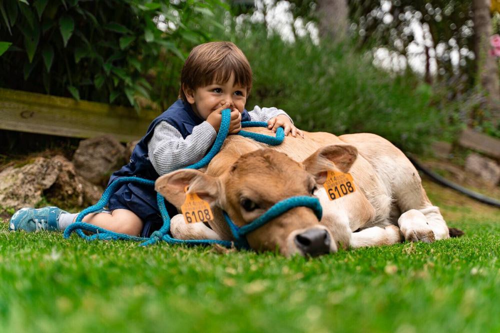 Niño con un ternero en una visita a ganadería Xuberoa