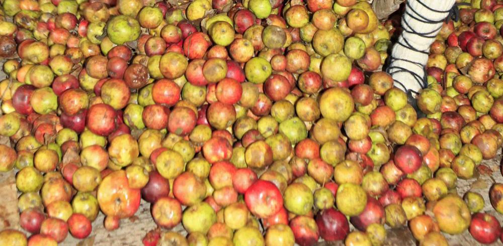 Un montón de manzanas rojas y amarillas