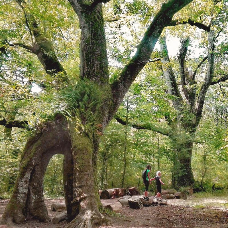 Dos niños andando sobre unos troncos de arboles cortados