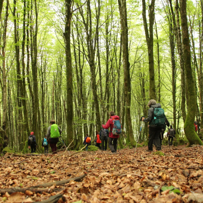 paseo por el bosque de bertiz