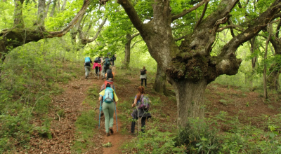 paseo por el bosque de bertiz