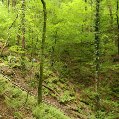 paseo por el bosque de bertiz