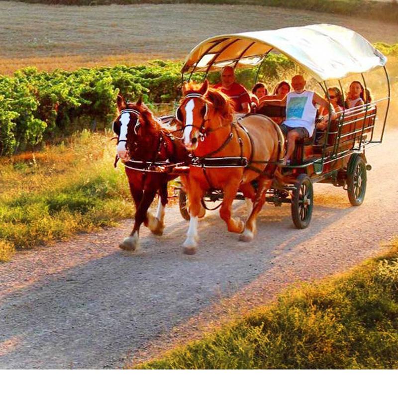 Carreta tirada por dos caballos entre viñedos