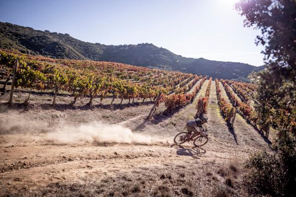 Ciclista por un viñedo