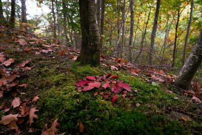 bosque