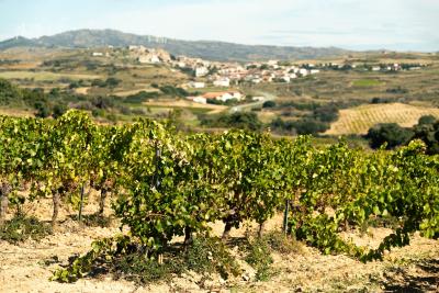 viñas