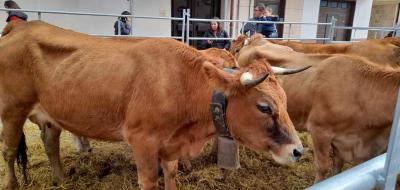 vacas