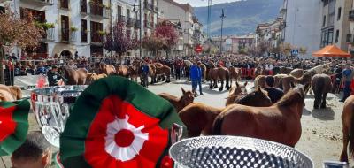 caballos
