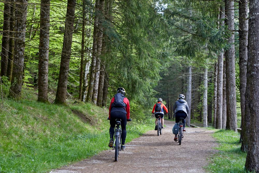 Tres ciclistas andando por una pista entre abetos de la Selva de Irati