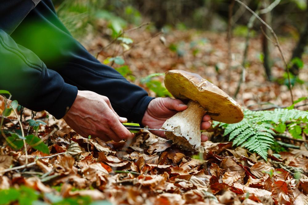 Brazos de un hombre con una navaja en la mano cortando un hongo