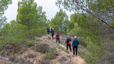 Senderistas andando en fila por una senda entre pinos