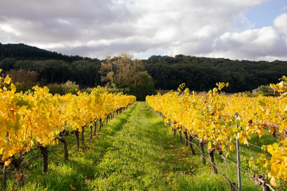 viñedos con hojas amarillas