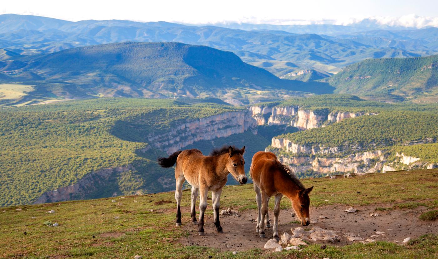 Caballos en el monte Arangoiti