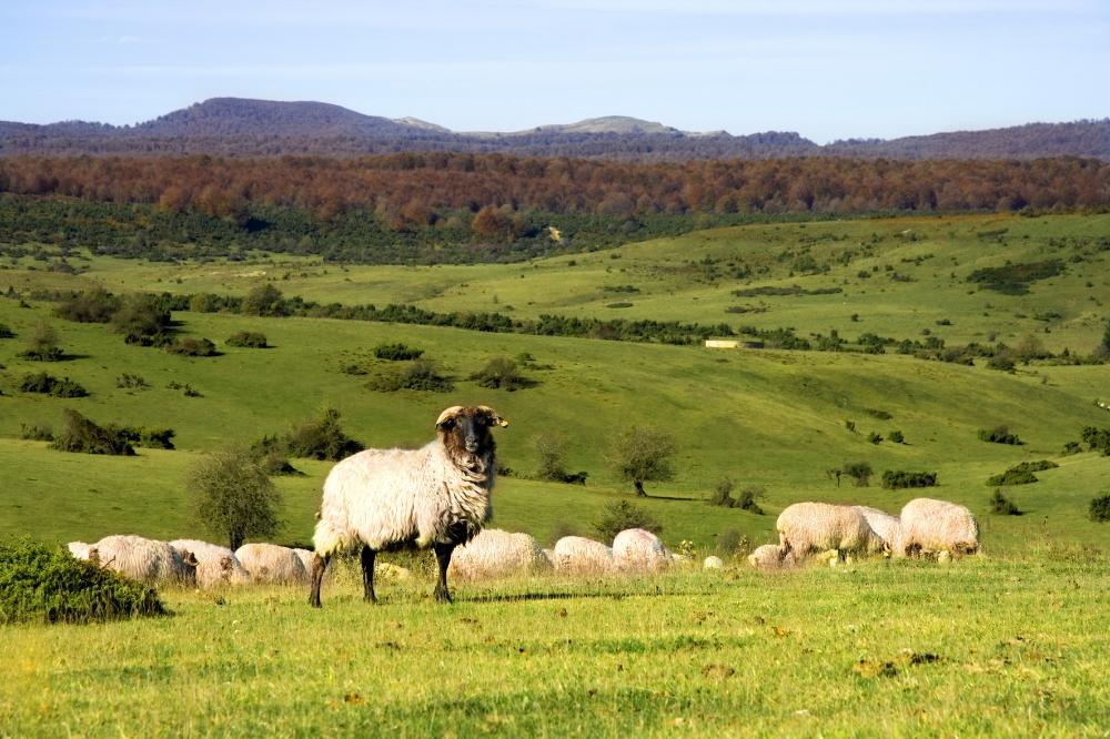 Ovejas en Urbasa