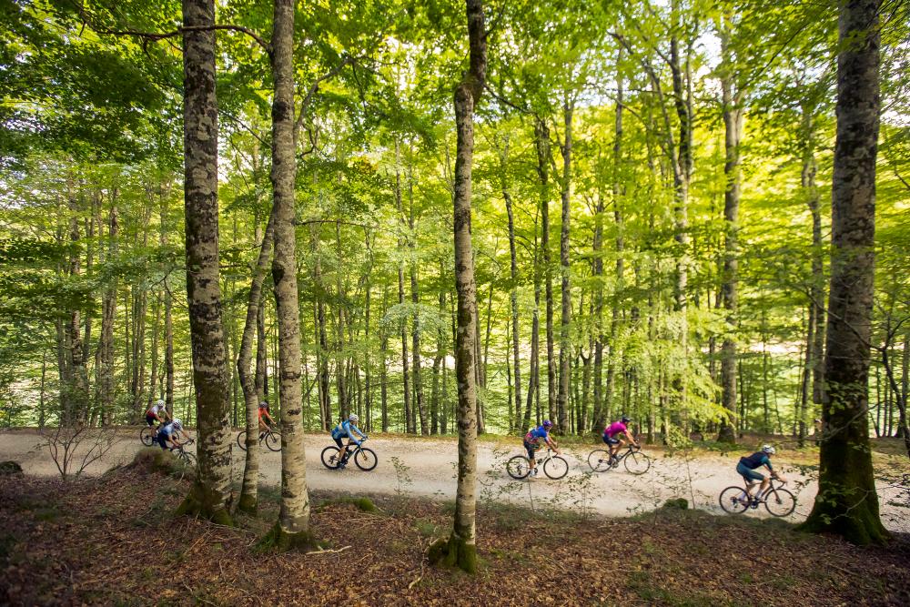 grupo de ciclistas entre hayas de la Selva de Irati
