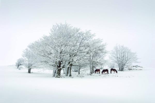 Snowy landscape with trees and mares