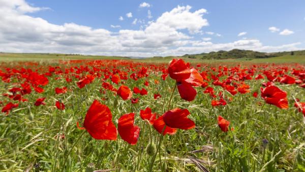 Champ avec des coquelicots balancés par le vent