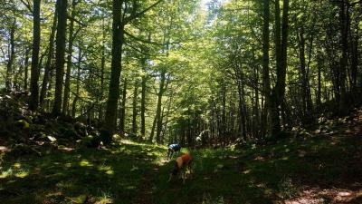 La Selva de Irati, un recorrido de contrabandistas