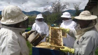 Beekeeping on the Eztitsu honey farm