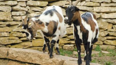 Basabere Teaching Farm guided tour