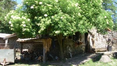 Aldaia Cheese Factory guided tour