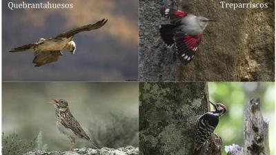 Observar aves en Navarra