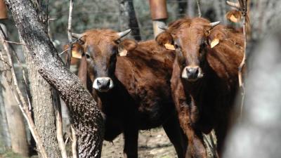 Safari a la Casta Navarra de Alba Reta