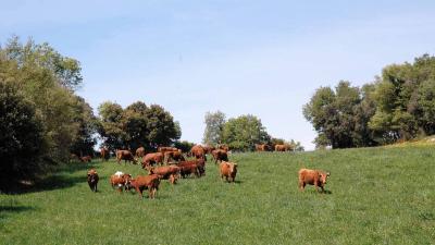 Safari à la Casta Navarra d’Alba Reta