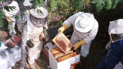 La Sacristana honey farm