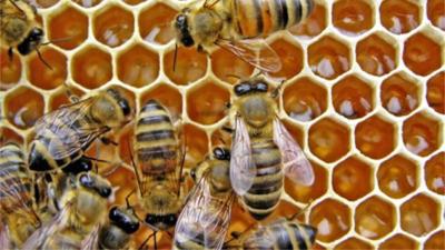 La Sacristana honey farm