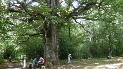 Forêt d’Iraty : contrebandiers et Mendilatz