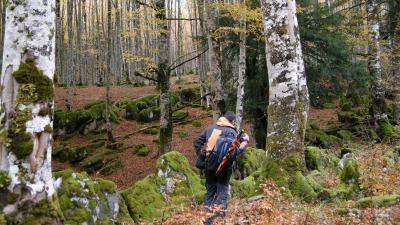 Forêt d’Iraty : contrebandiers et Mendilatz