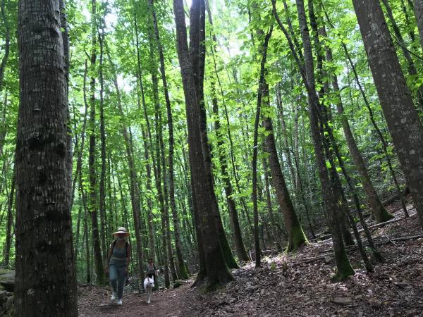 Person with dog walking through a beech forest