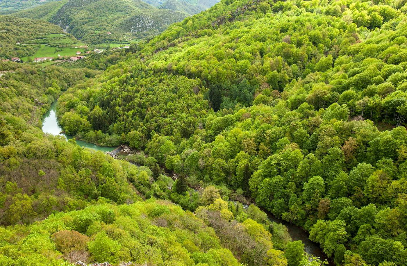 Panoramique de la forêt d'Irati au printemps