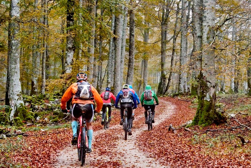 Groupe de cyclistes dans la forêt de hêtres