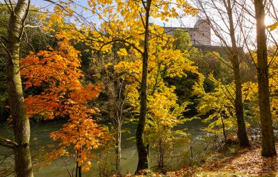 Ochre tones in the trees of the Arga River River Park