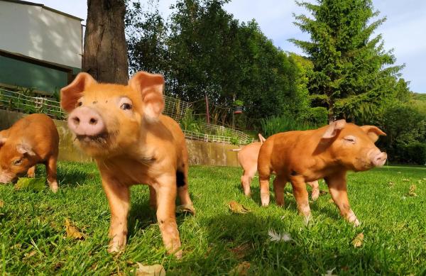 Porcs à la ferme-école de Xuberoa