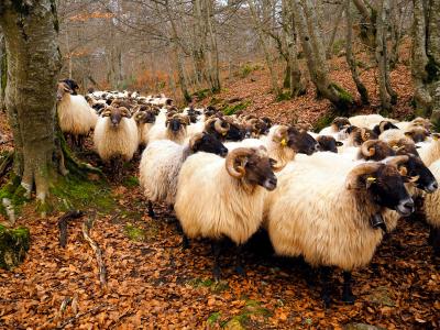 Flock of sheep in the Natural Park of Urbasa-Andía