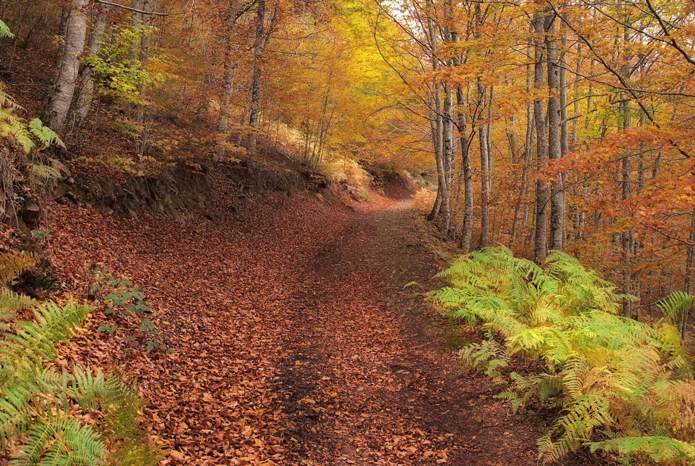 Forêt en automne