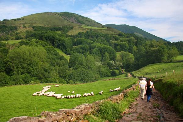 Couple hiking among green meadows and sheep