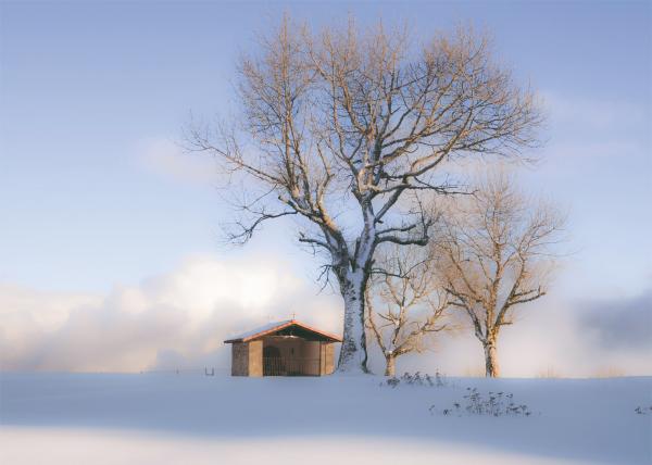 Snowy landscape with trees